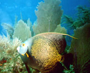 French Angelfish