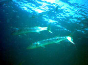 Shoal of Great Barracuda