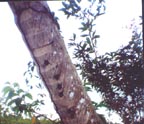 Bats resting beneath a branch