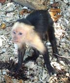 Capuchin monkey on the beach in Cahuita