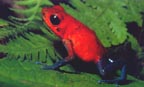 Arrow-poison frog