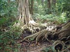 Tree roots in the rainforest