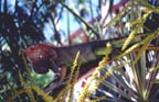 Basking iguana