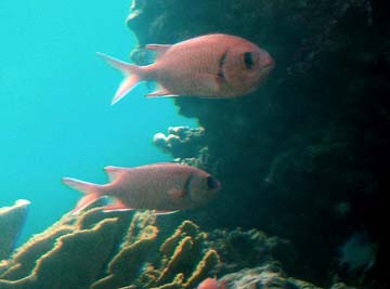 pink-tinted fish (unknown)