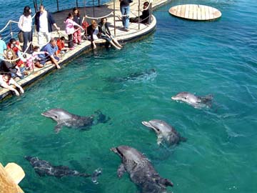 feeding the dolphins from the pontoon