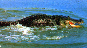 Alligator Leaving