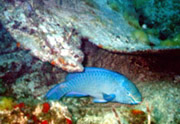 Midnight Parrot Fish