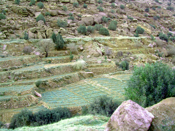 terracing to make fields