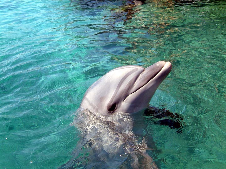 dolphin posing for a picture