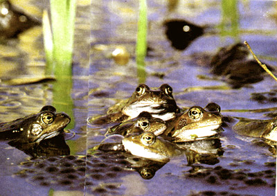 frogs