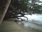 Where the rainforest meets the sea