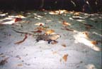 Iguana on Manuel Antonio beach