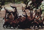 Coatis in a big family group, Monteverde