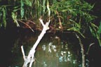 Night-hunting caiman