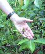 big green spider