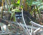 A young raccoon in the forest
