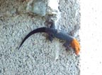 little lizard