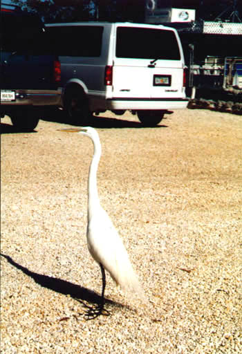 great egret