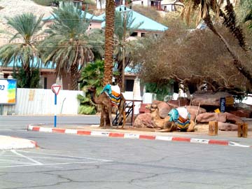 camels waiting to give rides