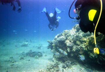 playing follow-my-leader on the way to dive site