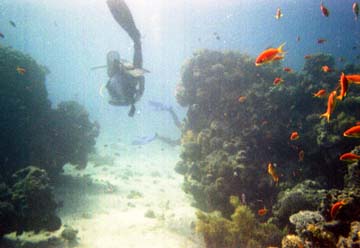 further out the coral improves