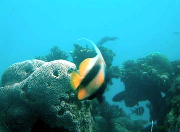 a beautiful pennant fish
