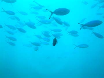 shoal passes overhead