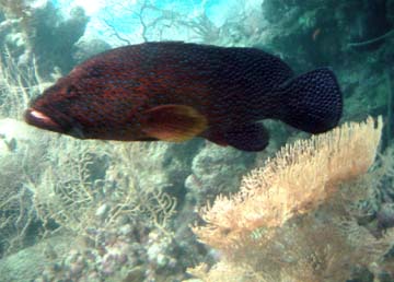 jewfish?