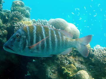 striped surgeon-fish
