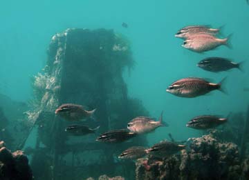 attempt at artificial reef-building