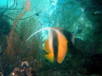 another pennant fish