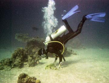 come on eagle ray, do something!