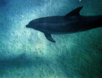 dolphin underwater
