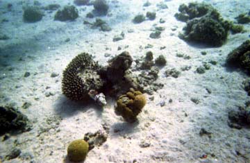 puffer fish, looking straight at camera