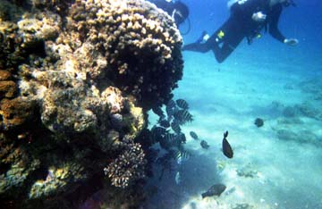small shoal of lemon zebra fish