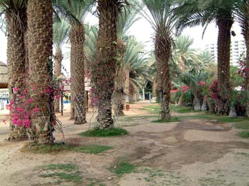 deserted beach-side garden