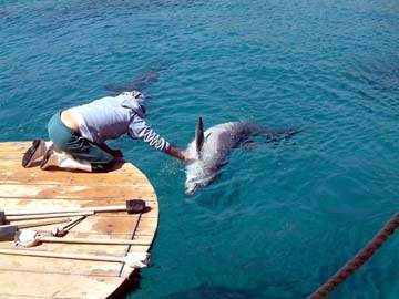 Feeder strokes dolphin's tummy