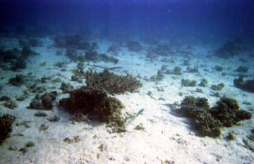 pipe fish in the dolphin pen
