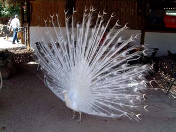 albino peacock at Dolphin Reef complex