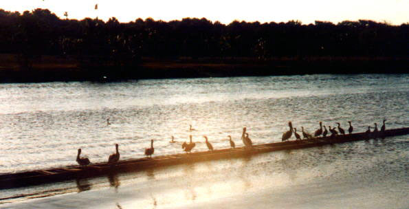 Pelicans